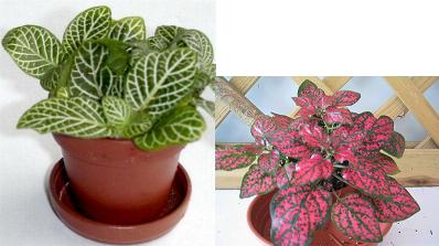 fitonia fitonia
