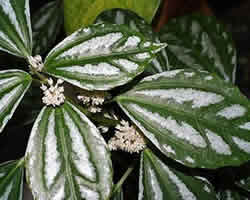 pilea cadierei pilea cadierei