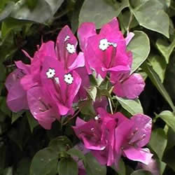 buganvilla