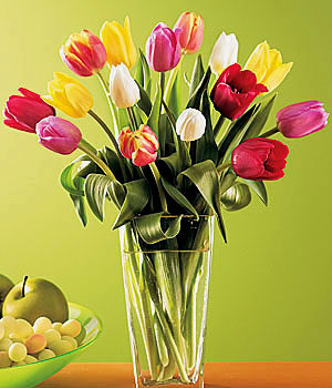 tulipanes
