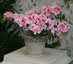 azalea azalea