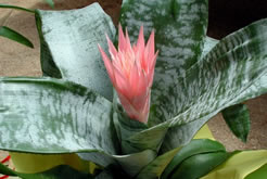 bilbergia bilbergia