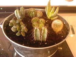 cactus