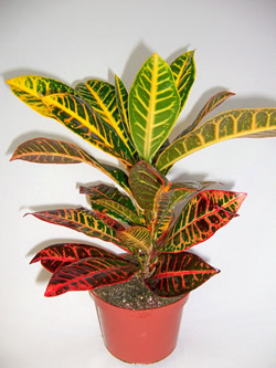 croton