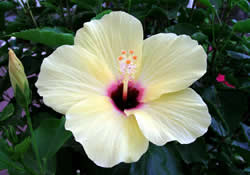 hibisco