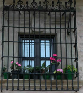 geranios