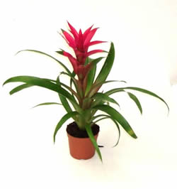 guzmania guzmania