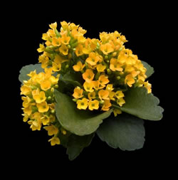 kalanchoe