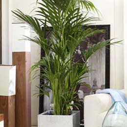 kentia kentia