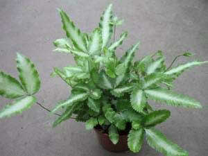 pteris pteris