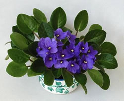 violeta africana